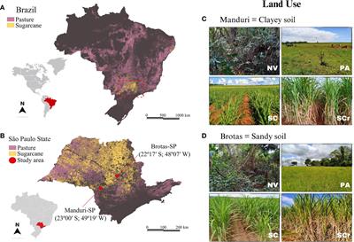 Edaphic mesofauna responses to land use change for sugarcane cultivation: insights from contrasting soil textures